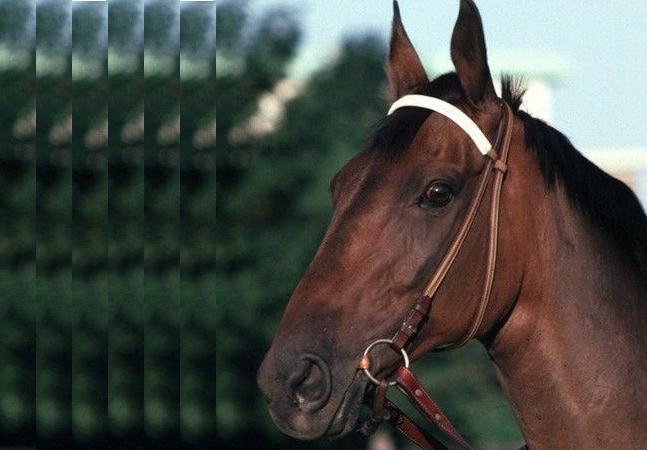 John Henry el gran caballo