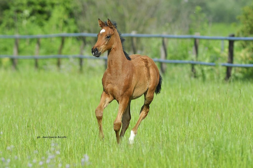 Baby Chrome