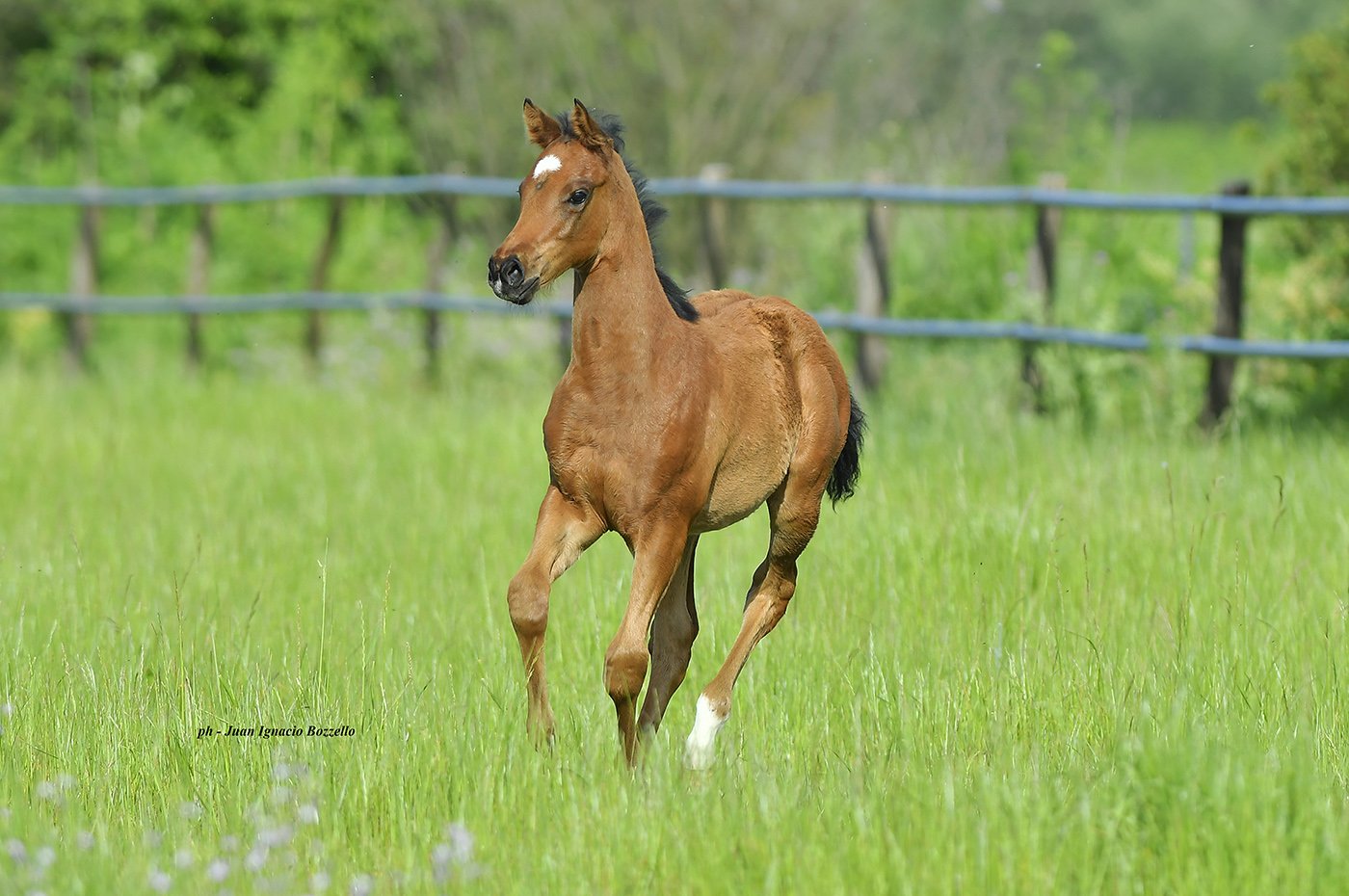 Baby Chrome crece con el compromiso de ser como California Chrome
