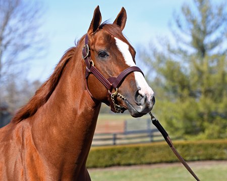 California Chrome regresa a Estados Unidos