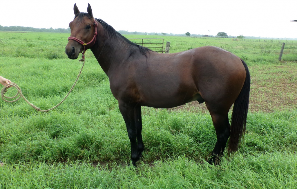 La vejez del caballo
