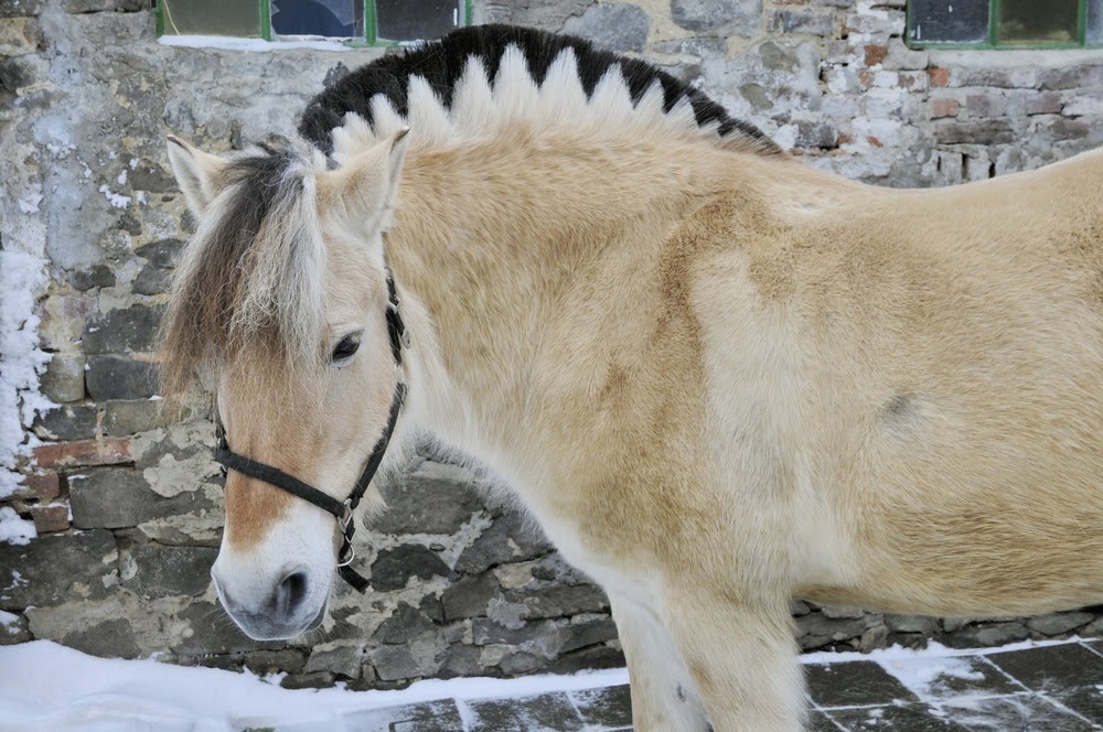 Raza de caballos Fjord