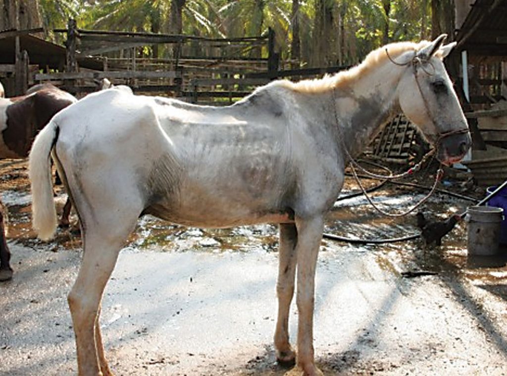 anemia infecciosa equina