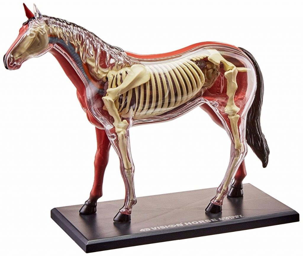 Anatomía equina