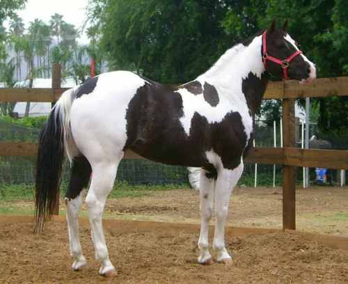 Caballo Pinto