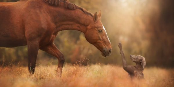 "El Caballo Valiente"