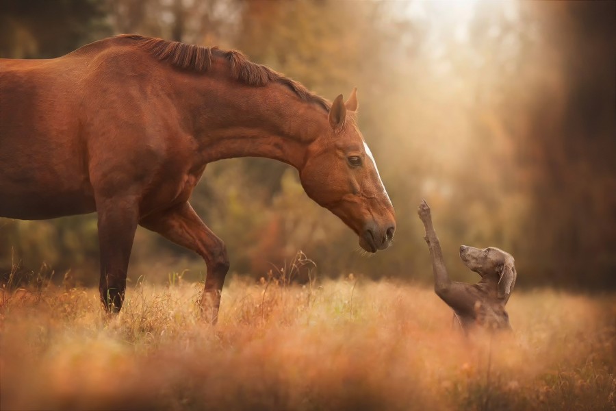 “El Caballo Valiente”: cuento
