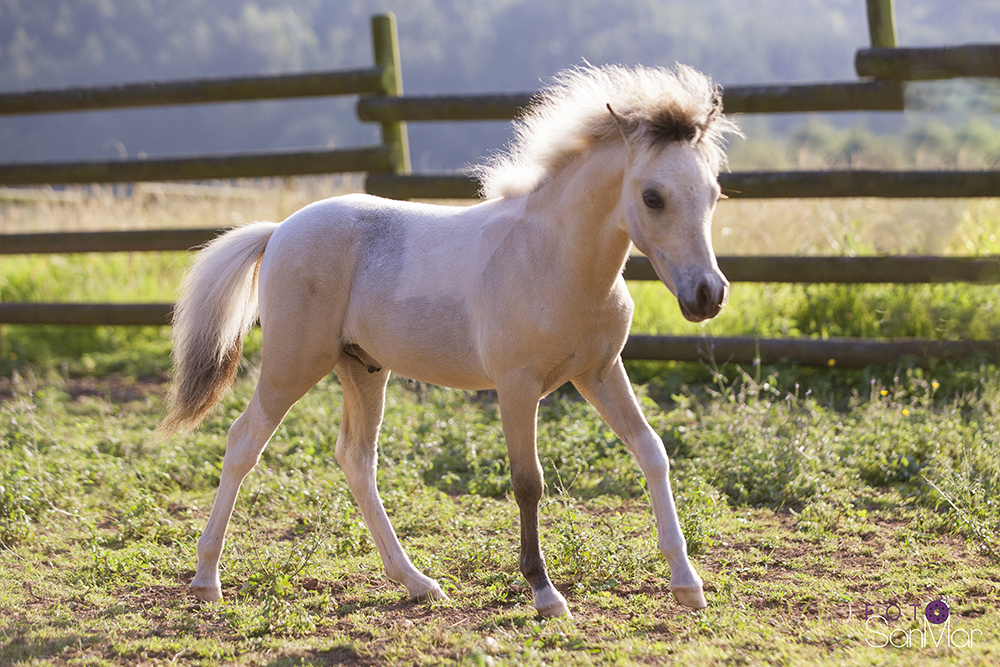 Caballo en Miniatura
