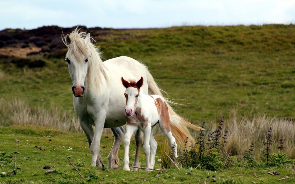 Cria Equina Parte I