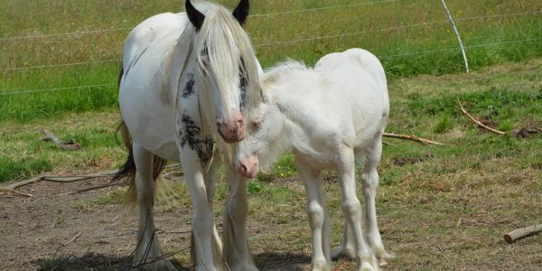 Cria Equina