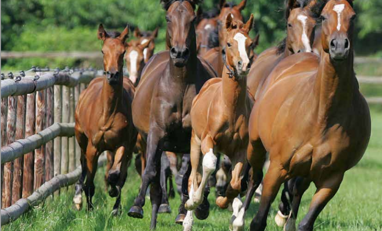 Cría de Caballos