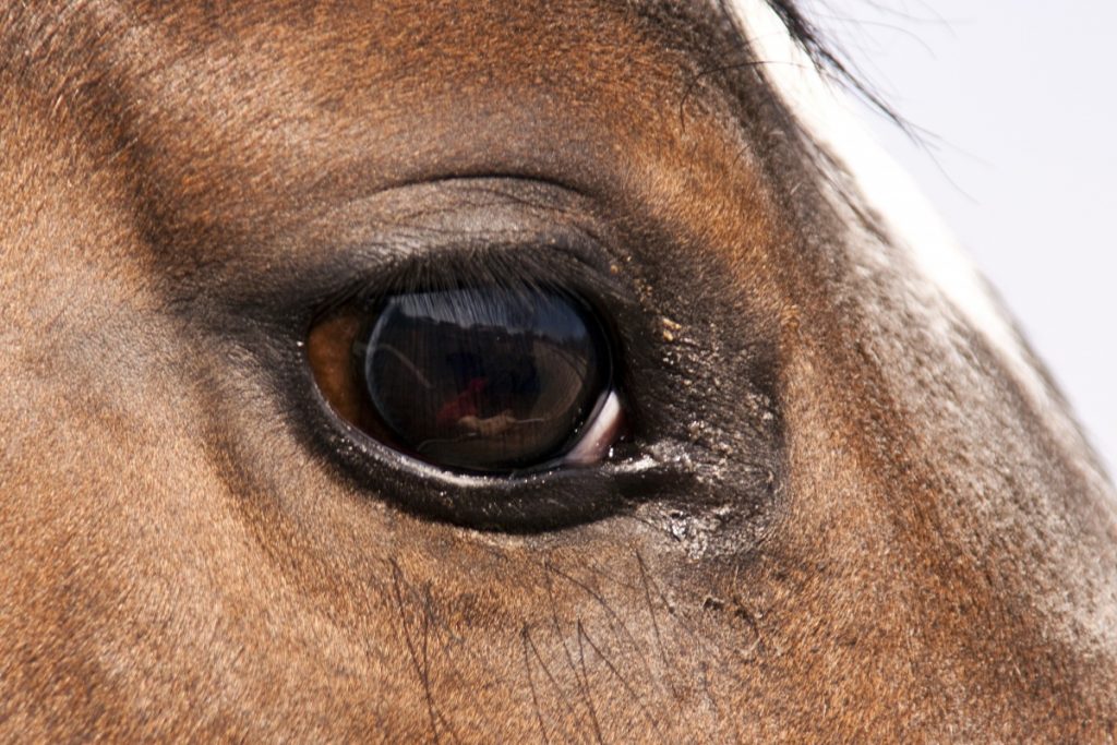 Curiosidades del Caballo