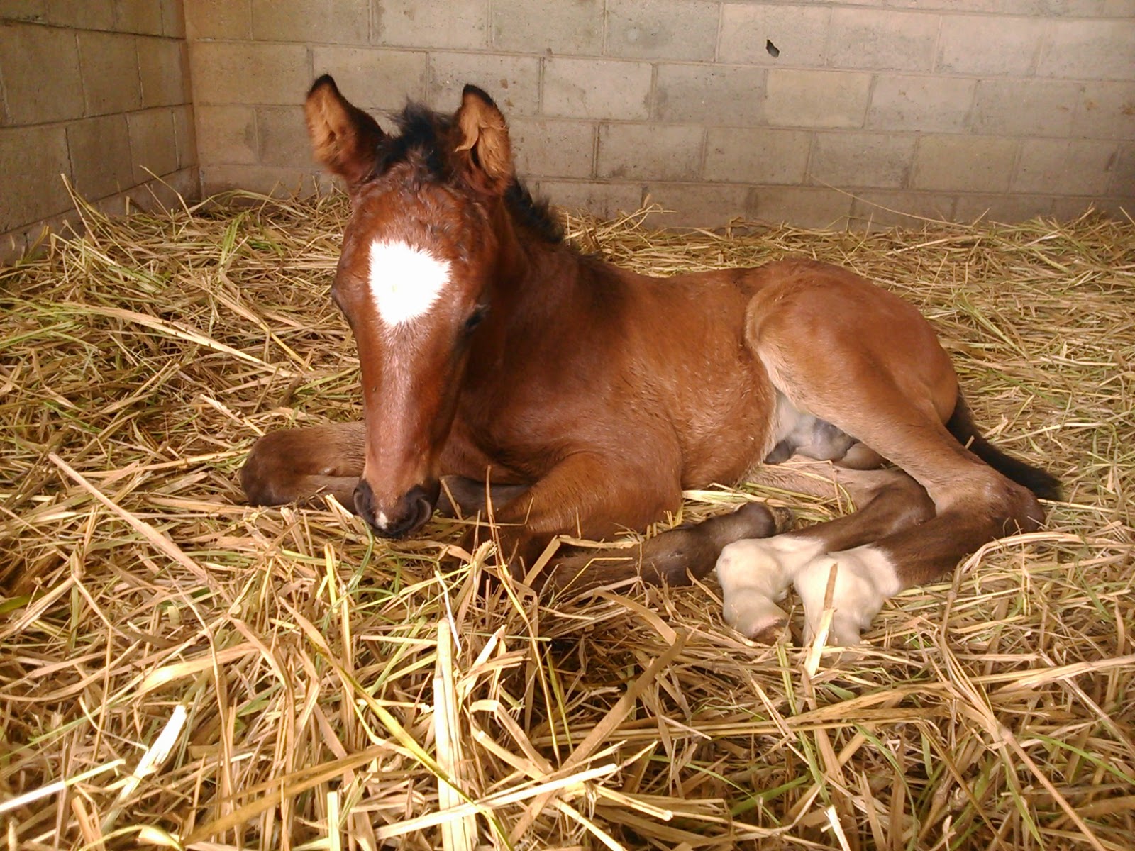 Enfermedades neonatales en los caballos