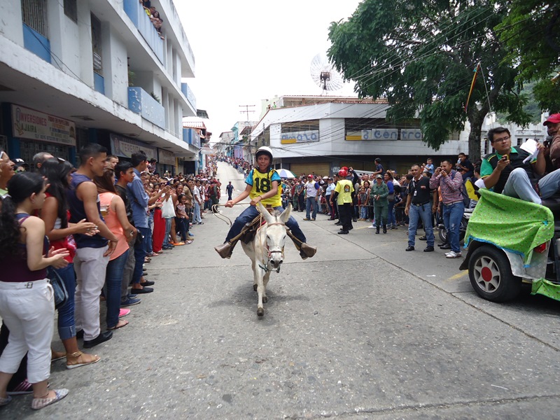 Carrera de  Burros en Tovar