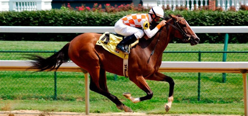 Goldencents: caballo