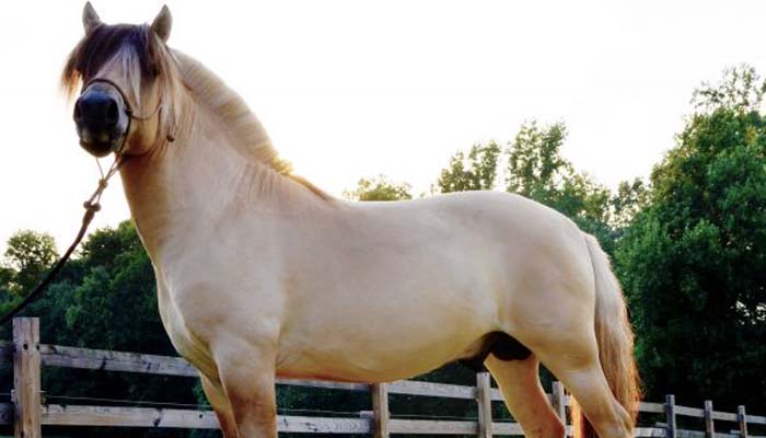 Fiordo el caballo acróbata de Noruega