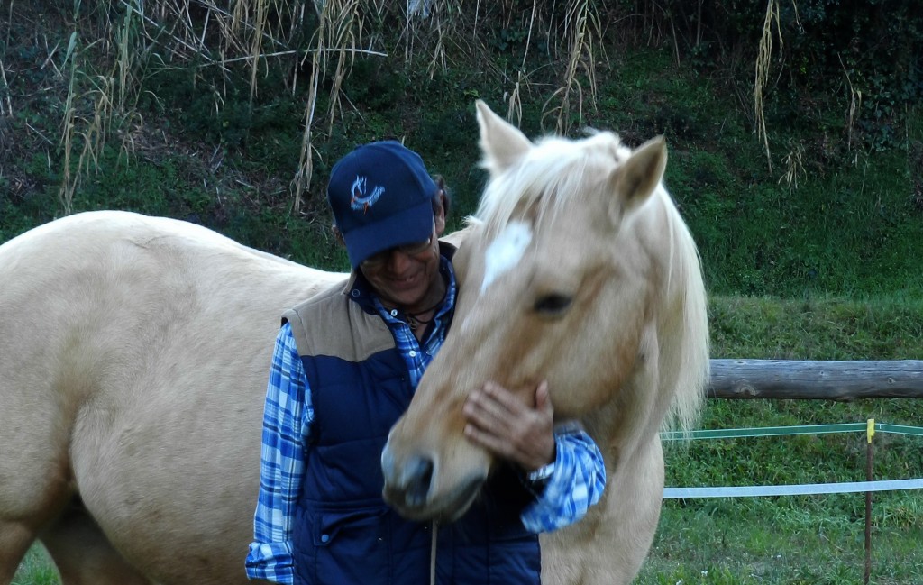 Domesticación del Caballo parte II