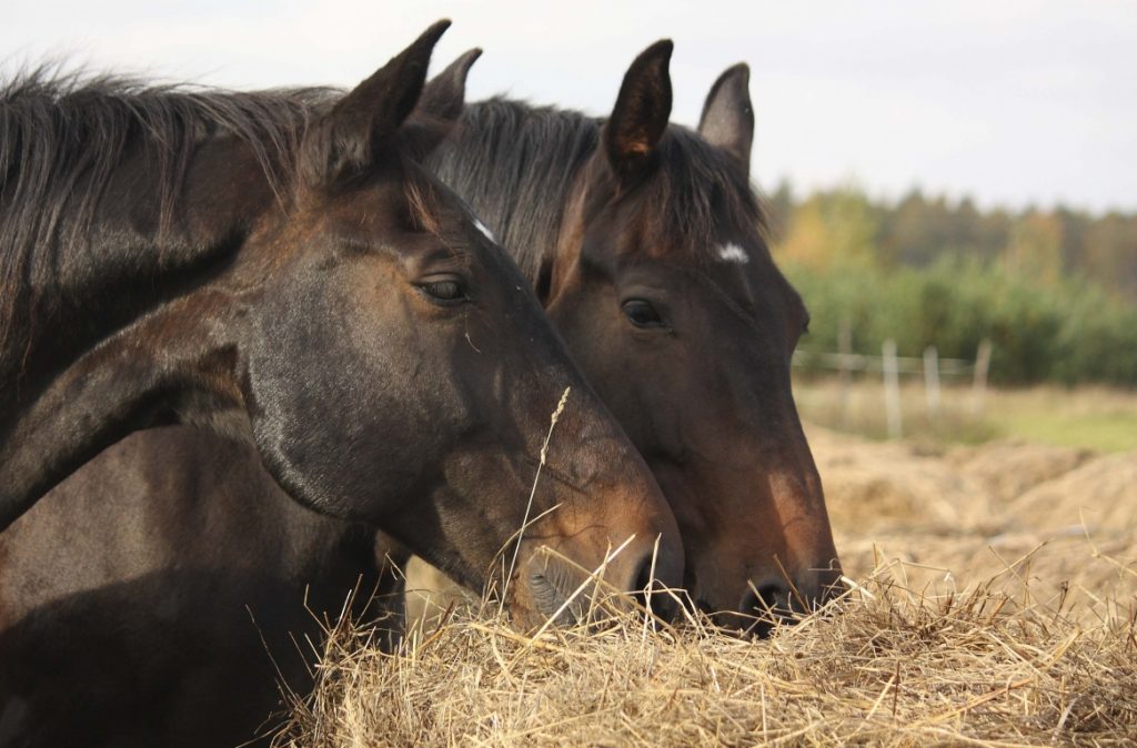Nutrición de caballos