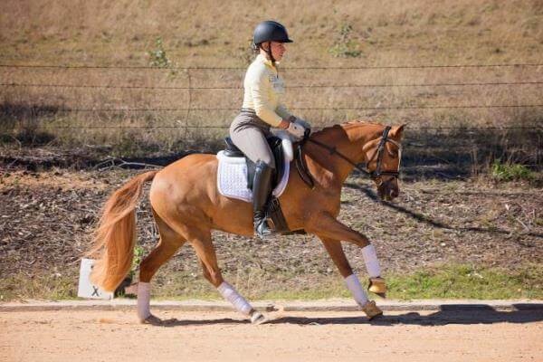 Raza de caballo Poni deportivo alemán