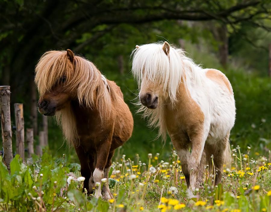 Poni galés