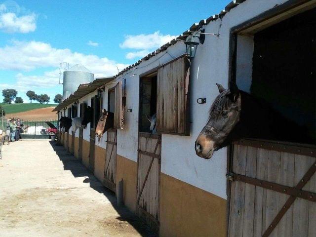 Beneficios del Pupilaje de Caballos