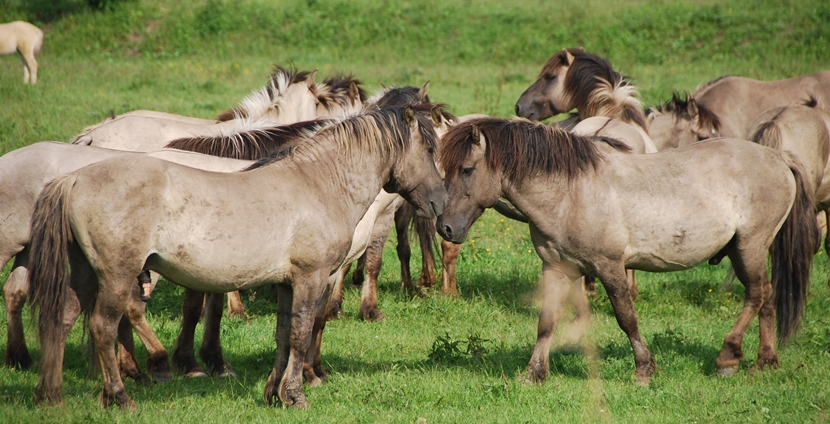 Raza de Caballo Tarpán