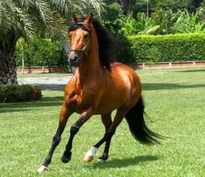 caballo criollo colombiano
