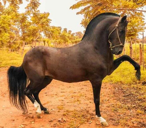 Raza de Caballo Criollo Colombiano Parte I