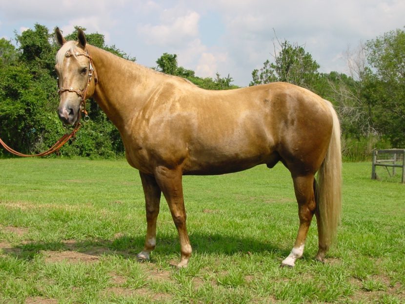 Raza de caballo Palomino