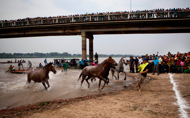 Carrera de caballos nadando en San Fernando de Apure