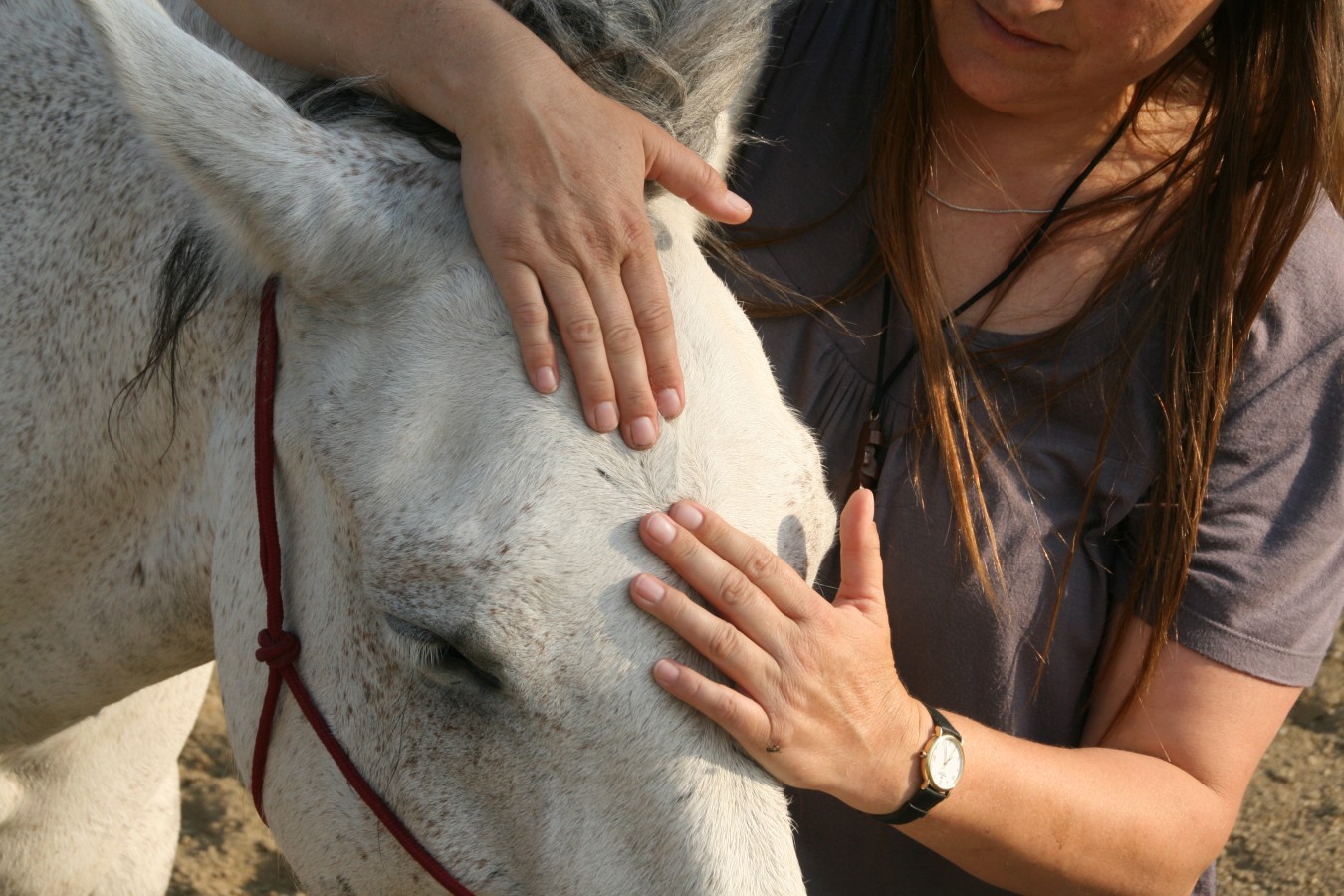 Terapia craneosacral en los caballos