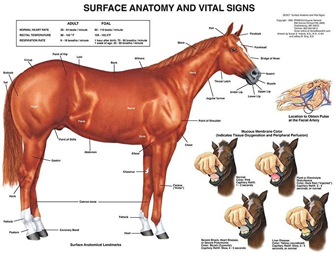 Anatomía del caballo