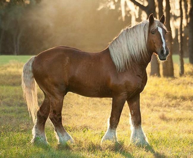 Caballo belga de tiro