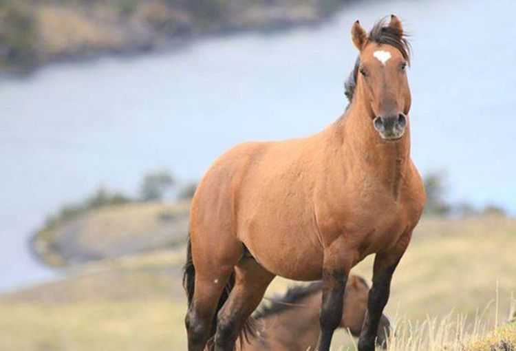 Caballos cimarrones