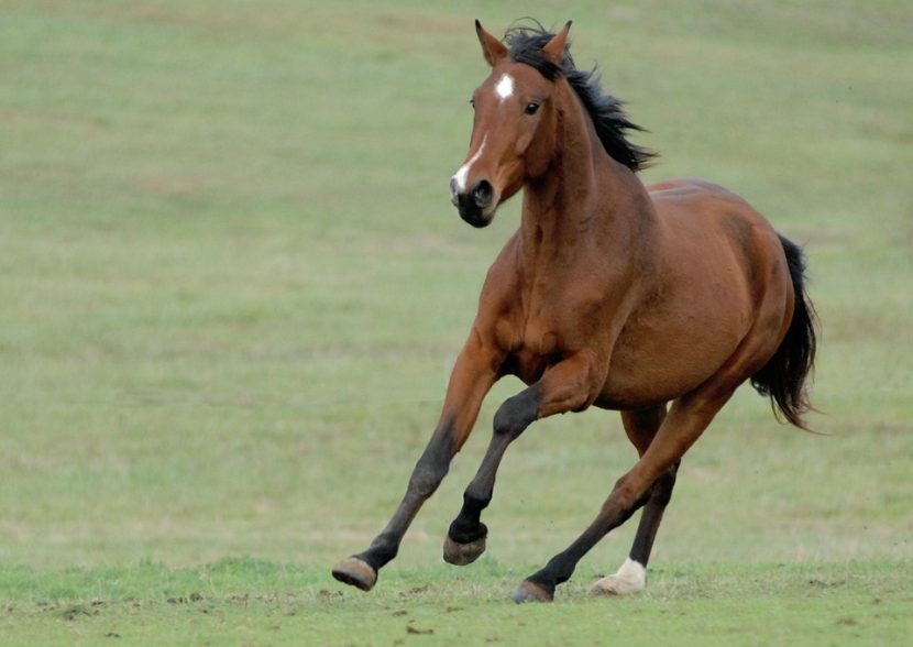 Caballos salvajes y su comportamiento