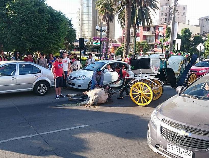 El que tenga ojos que vea: cae caballo de carruaje por maltrato