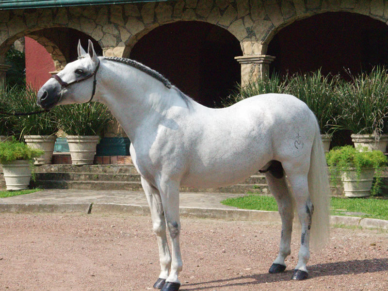 Características del caballo Pura Raza Española
