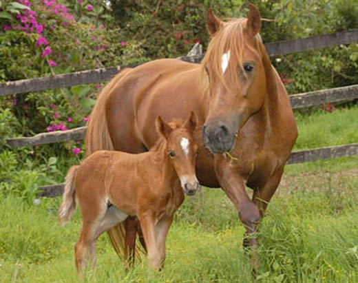 Cabalgando con la música (Vzla)