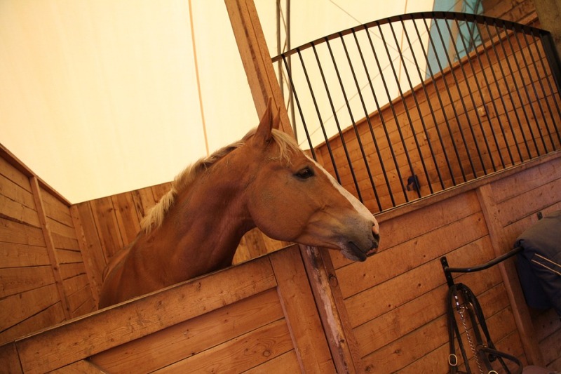 Cuida a tu caballo con estos tips