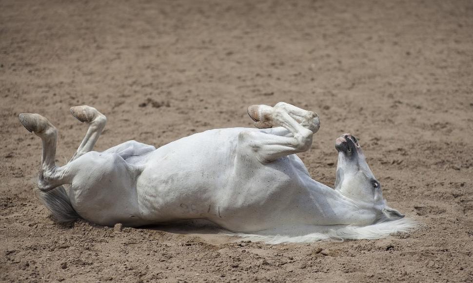 Cólico primera causa de muerte en caballos