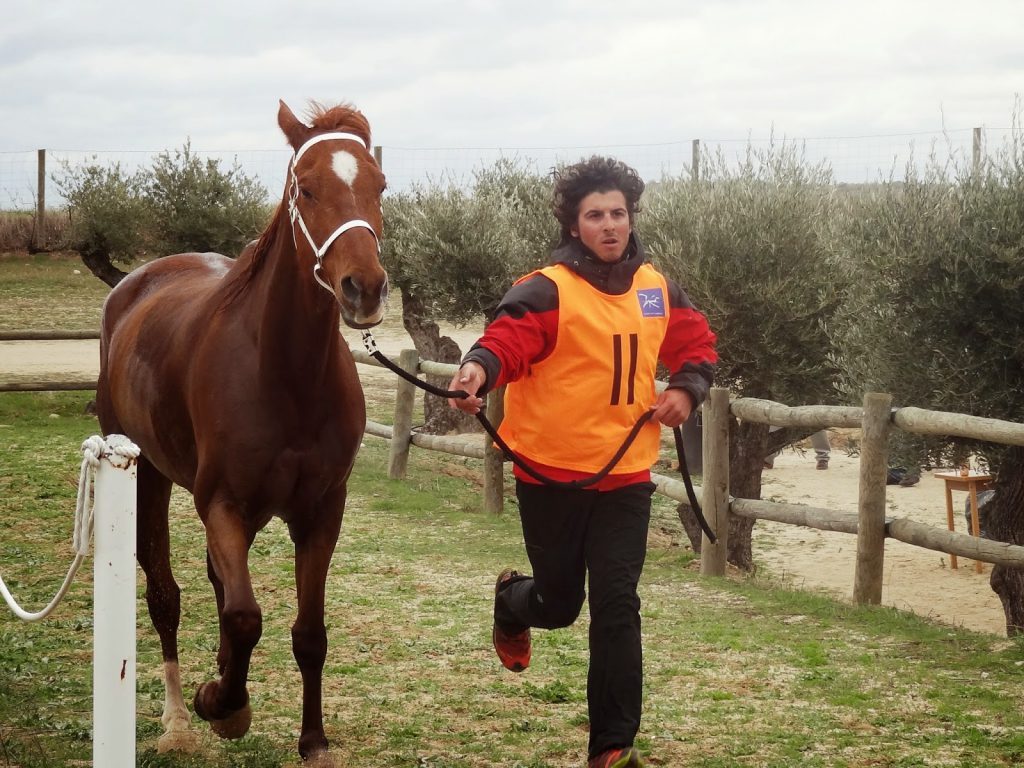 entrenando al caballo