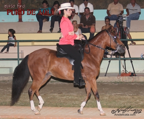 Paso Fino el caballo autóctono de Puerto Rico