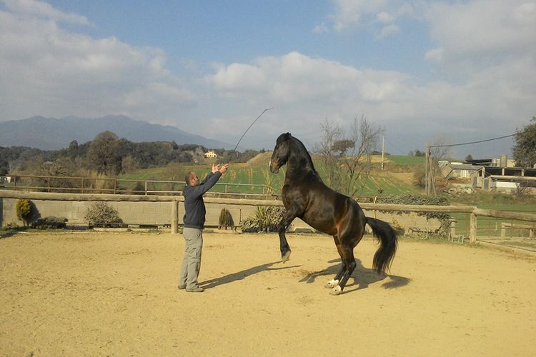 Un buen entrenador de caballos