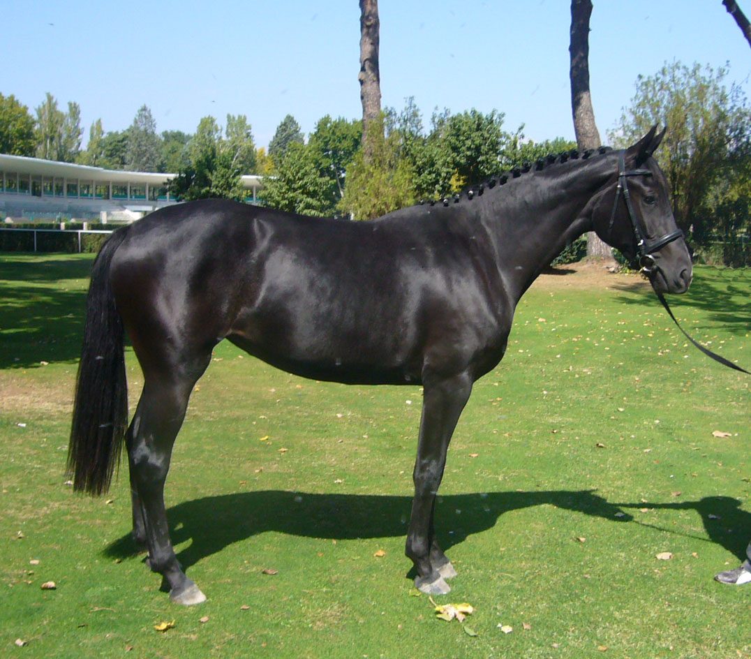 Gustavo Mirabal y el caballo Hannoveriano
