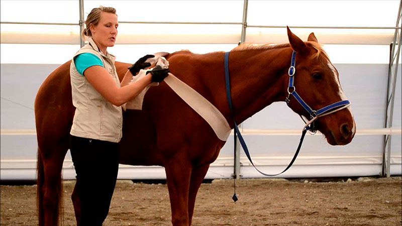 El Método Tellington Ttouch en los caballos