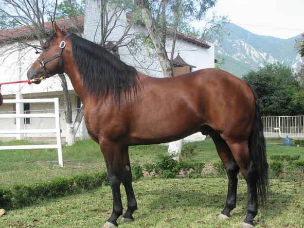 Raza de caballo Azteca