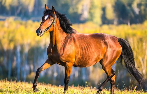 Reto, el caballo que cumplió sus sueños