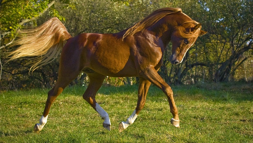 Caballo de raid: dieta