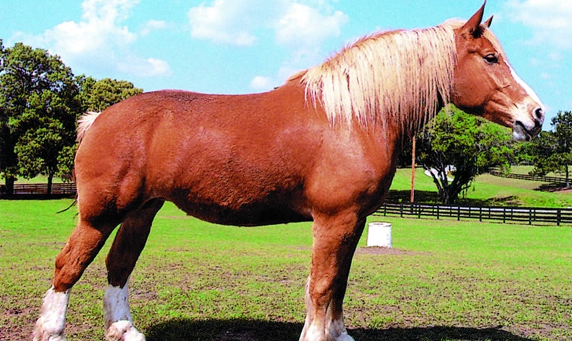 Caballo de tiro