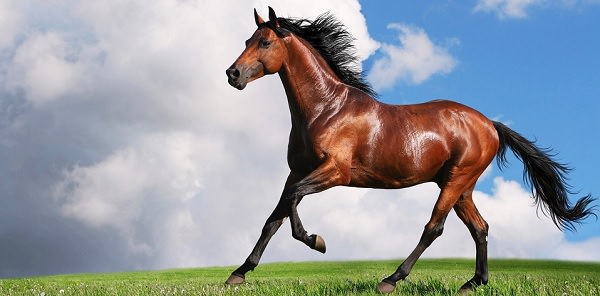 Cómo mantener el caballo en forma